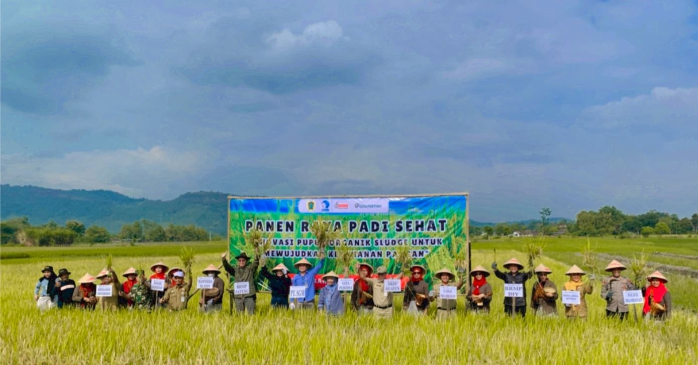 PANEN RAYA PADI SEHAT