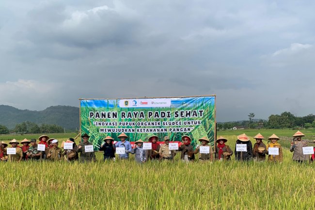 PANEN RAYA PADI SEHAT