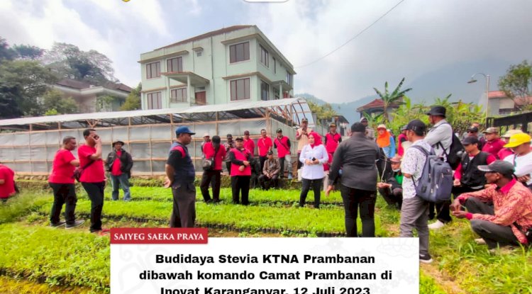 budi daya stevia KTNA Prambanan..dibawah komando Camat Prambanan di Inovat Karanganyar tgl 12 Juli'23