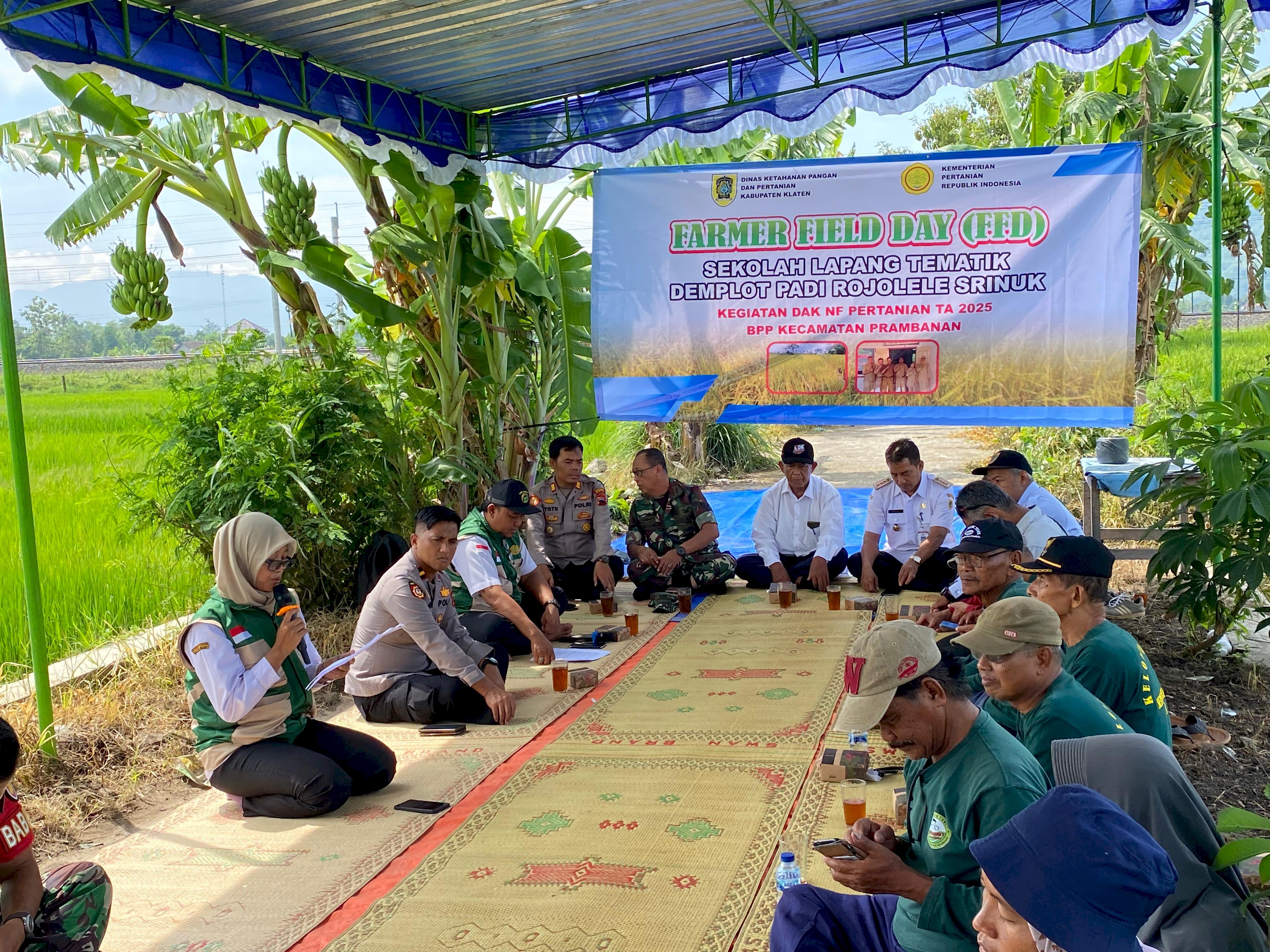 FARMER FIELD DAY (FFD)SEKOLAH LAPANG TEMATIK DEMPLOT PADI ROJOLELE SRINUK