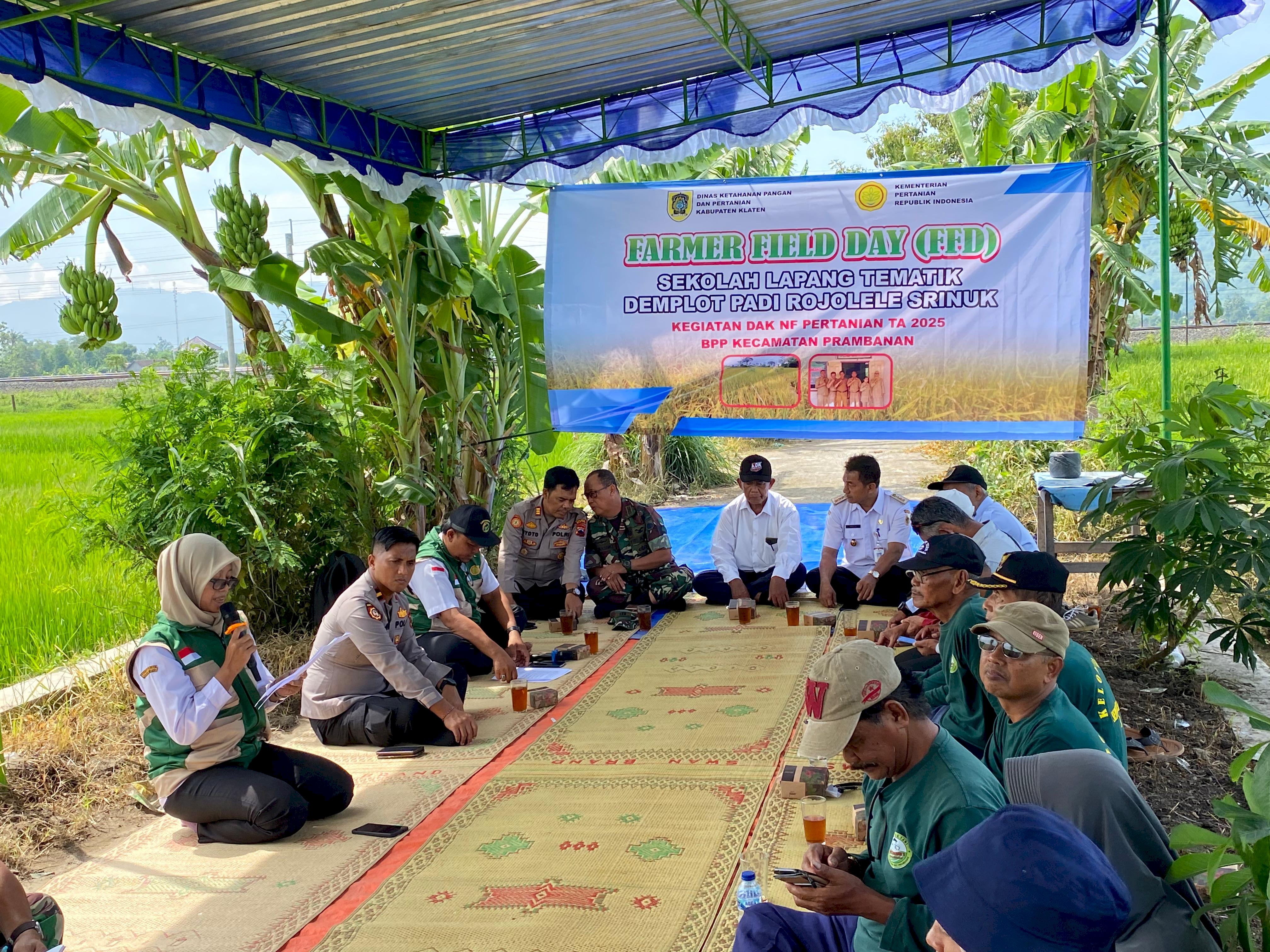 FARMER FIELD DAY (FFD)SEKOLAH LAPANG TEMATIK DEMPLOT PADI ROJOLELE SRINUK