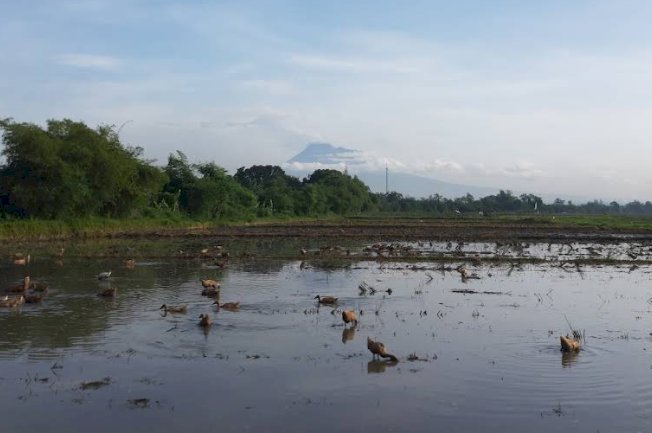 Menatap Merapi dari Puncak Perbukitan Desa Pereng